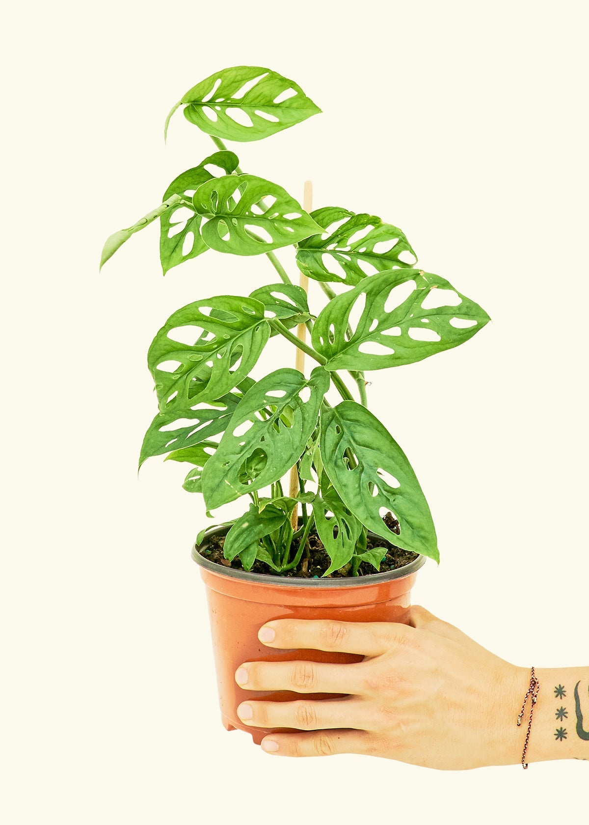 Monstera Adansonii Swiss Cheese Plant: Care Tips & Benefits Monstera Adansonii Swiss Cheese Plant: Care Tips & Benefits