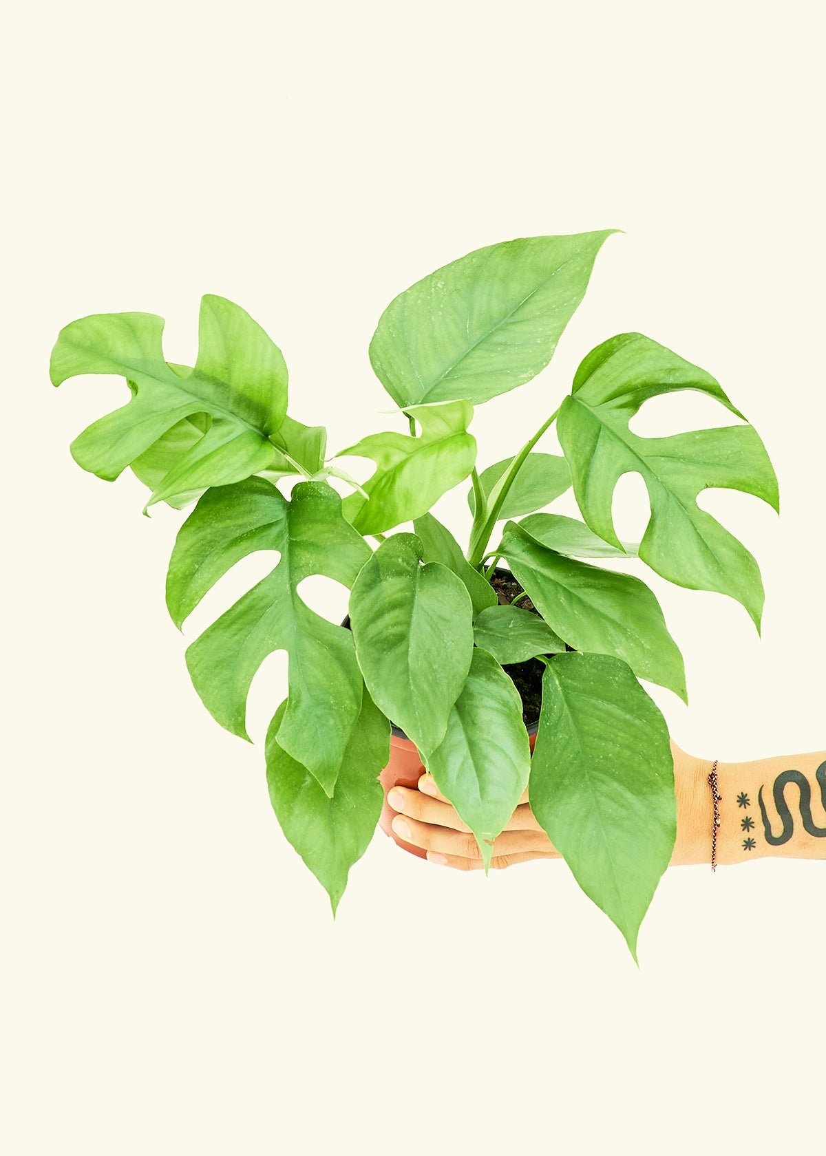 Mini Monstera in a 6 inches grow pot