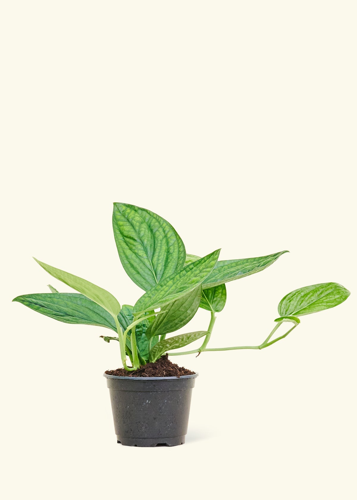 Monstera 'Peru', Medium in a 6 inches grow pot