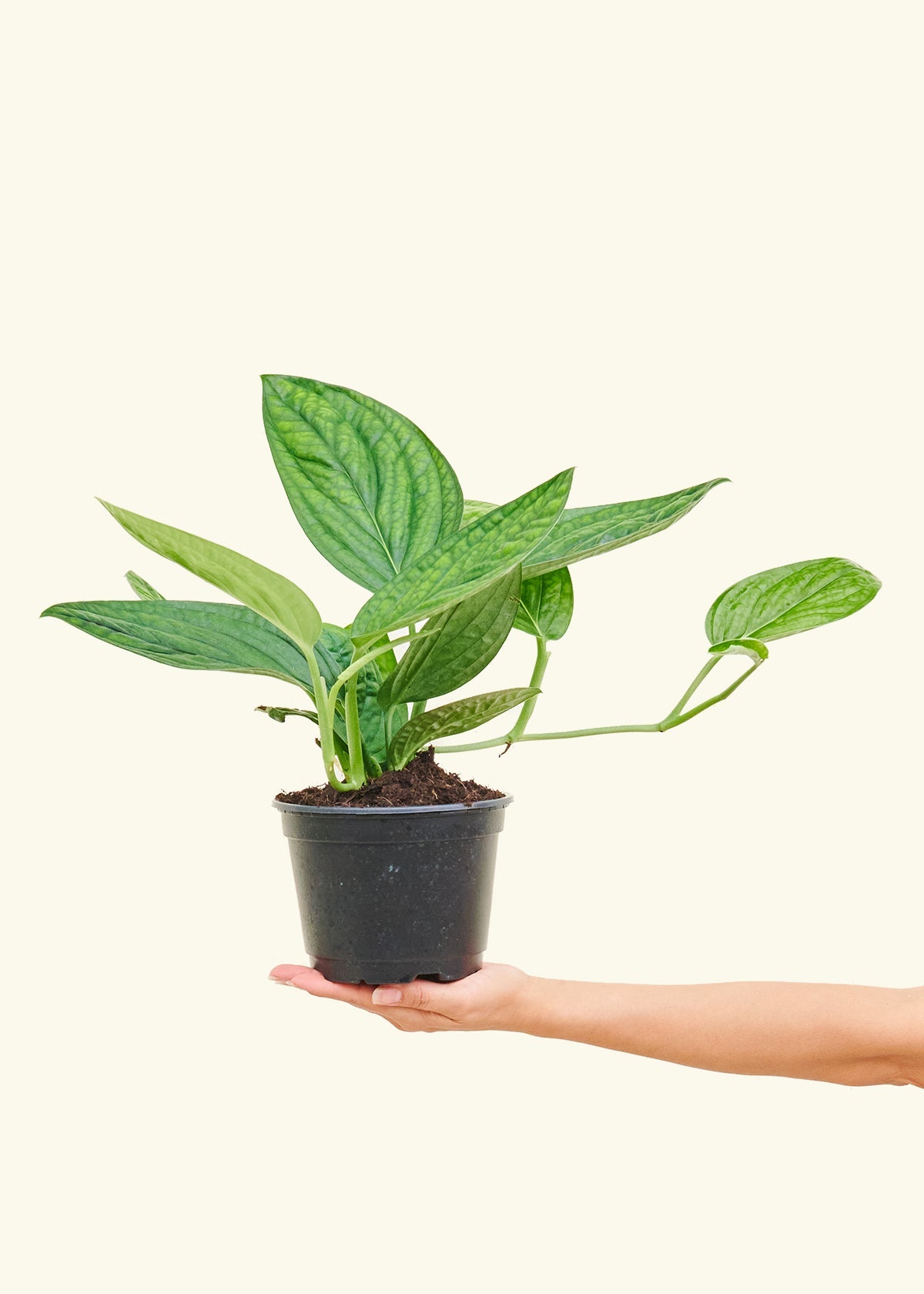 Monstera 'Peru', Medium in a 6 inches grow pot