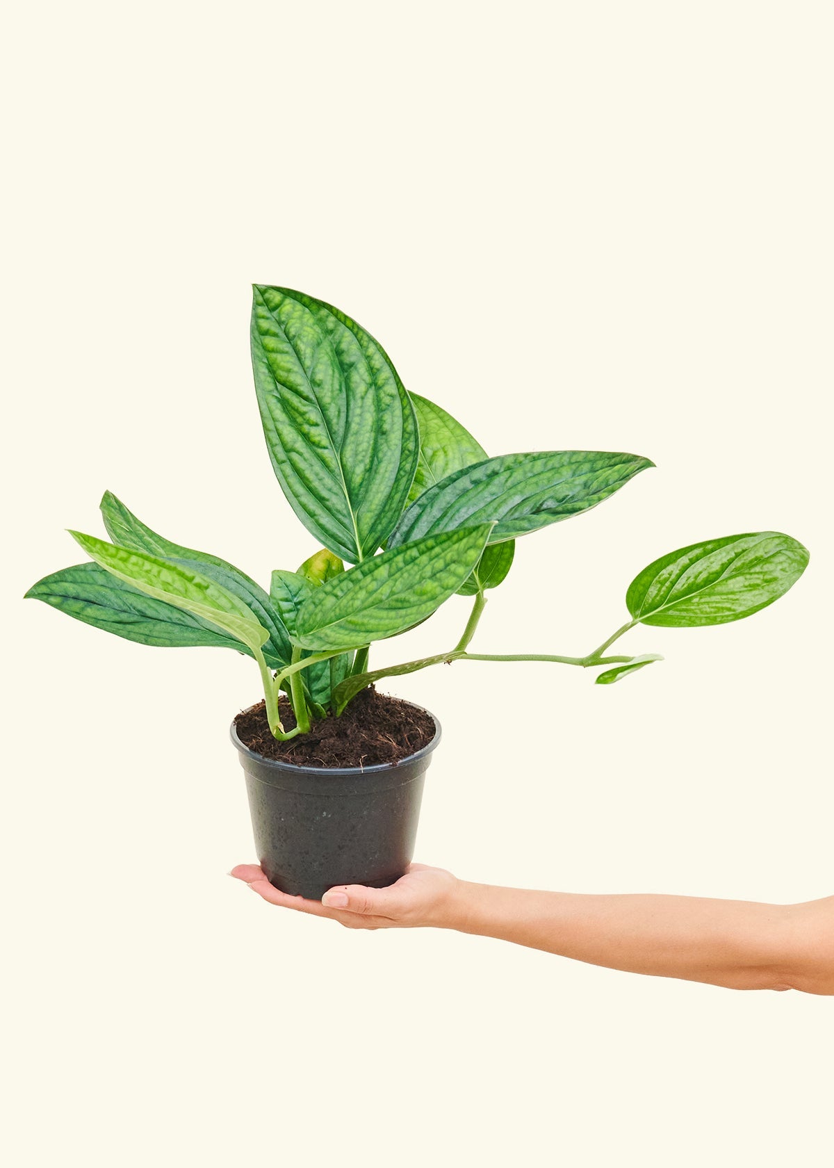 Monstera 'Peru', Medium in a 6 inches grow pot