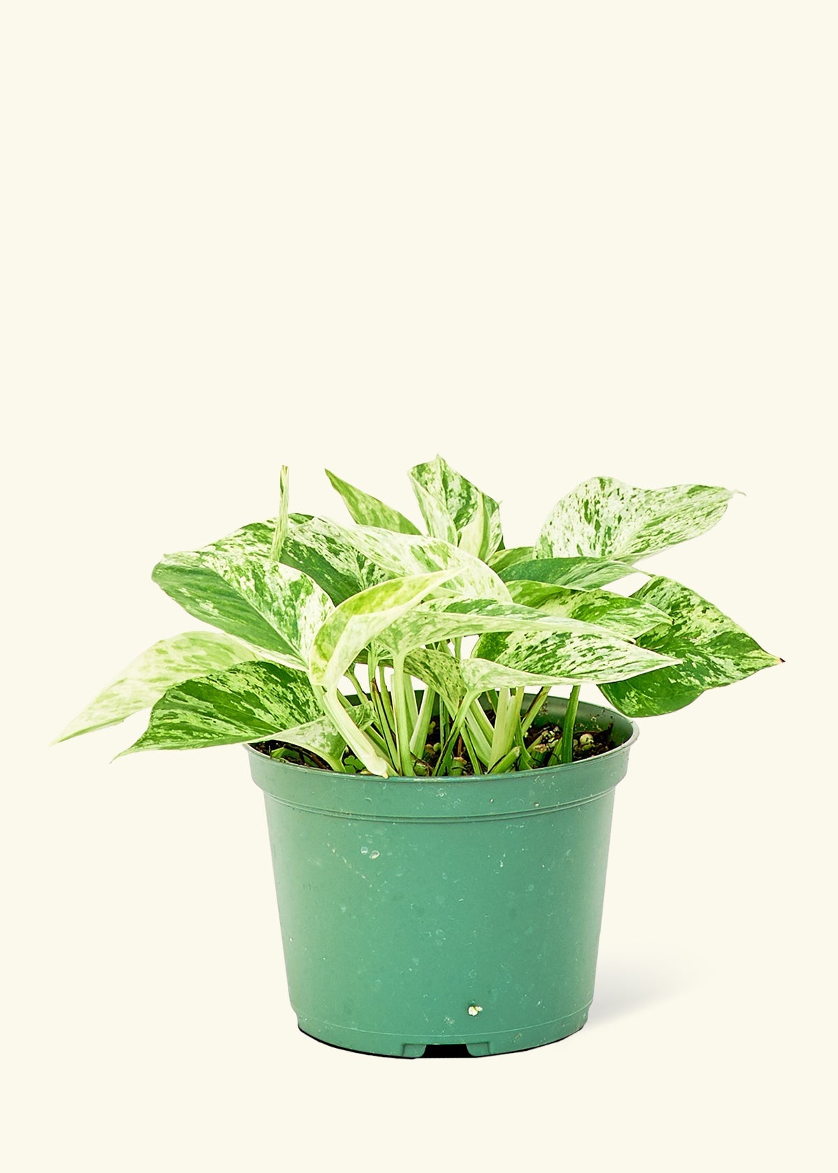 Pothos Marble Queen in a 6 inches grow pot