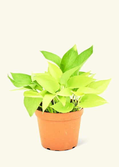 Medium Neon Pothos (Epipremnum aureum) in a grow pot.