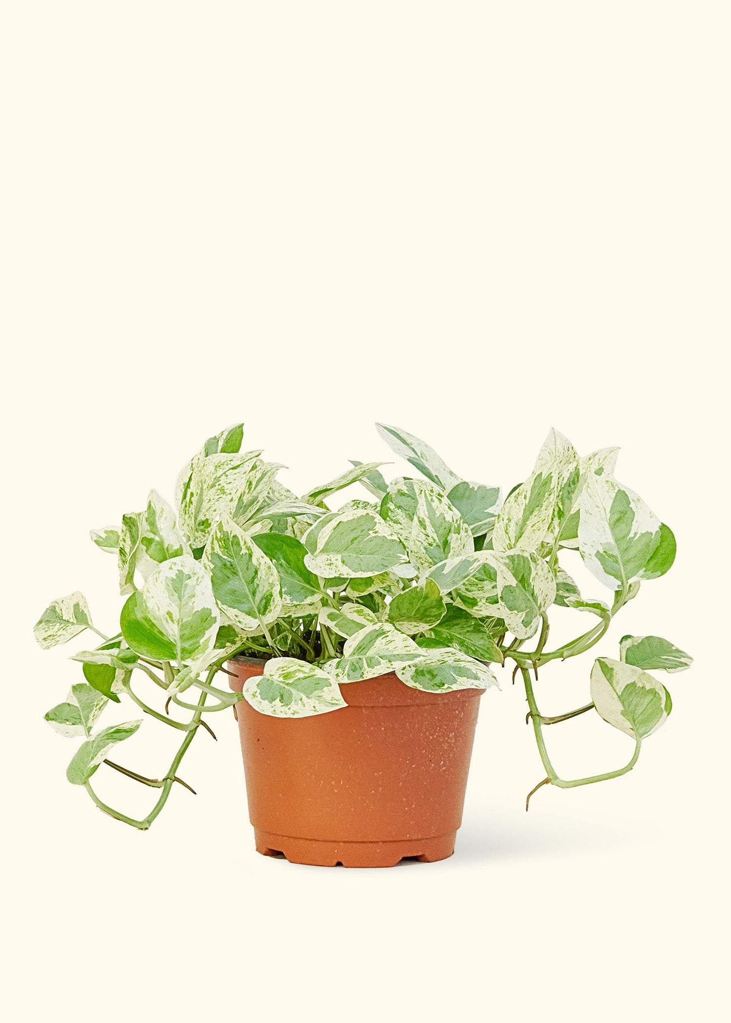 Pothos Pearls and Jade in a 6 inches grow pot