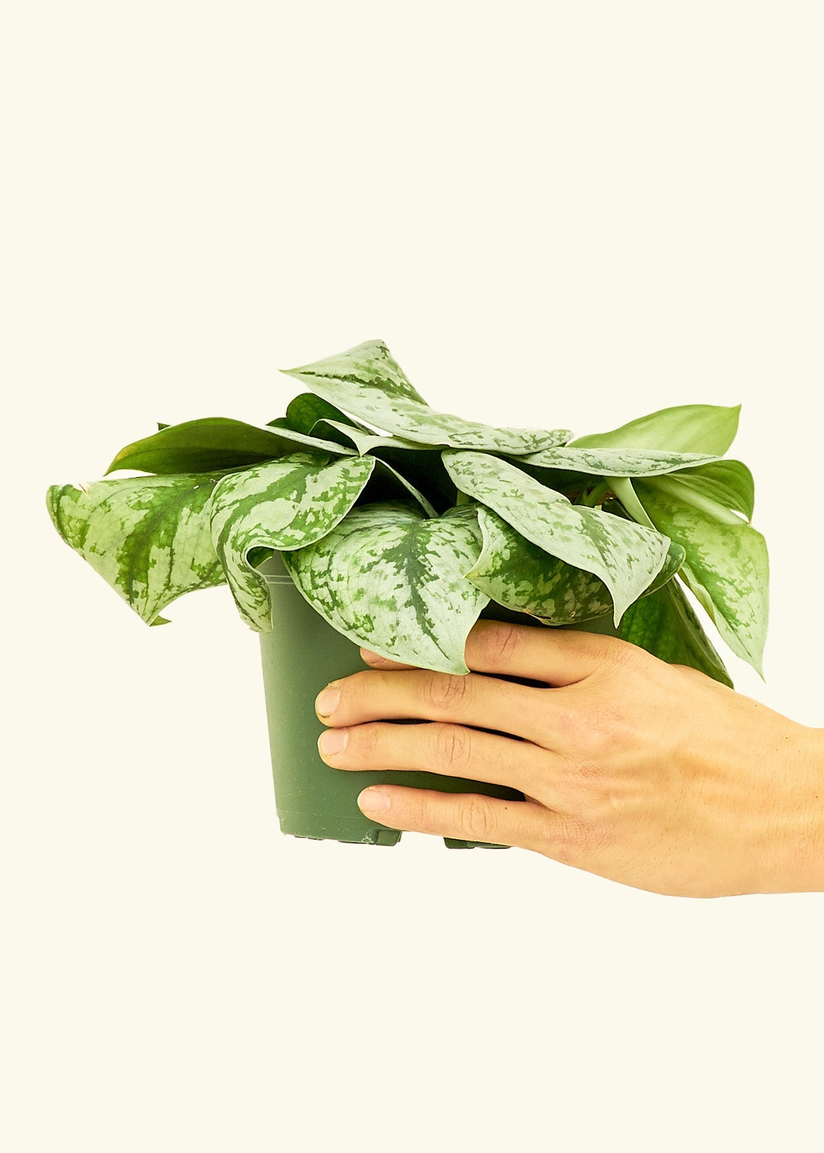 Silver Pothos Exotica in a 6 inches grow pot