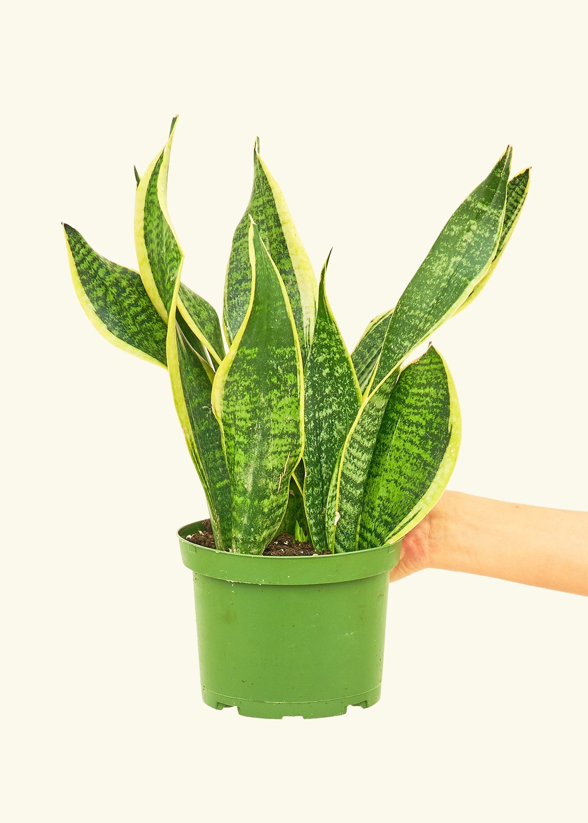 Snake Plant Laurentii in a 6 inches grow pot