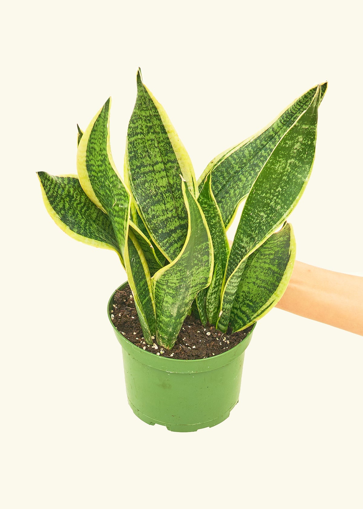 Snake Plant Laurentii in a 6 inches grow pot