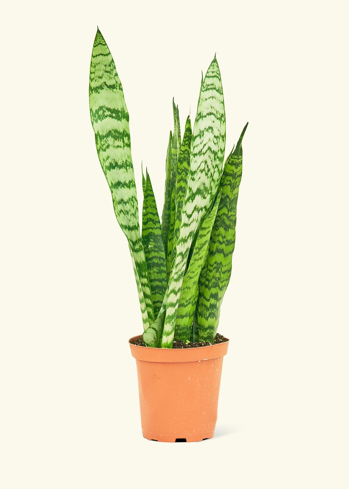 Snake Plant Zeylanica in a 6 inches grow pot