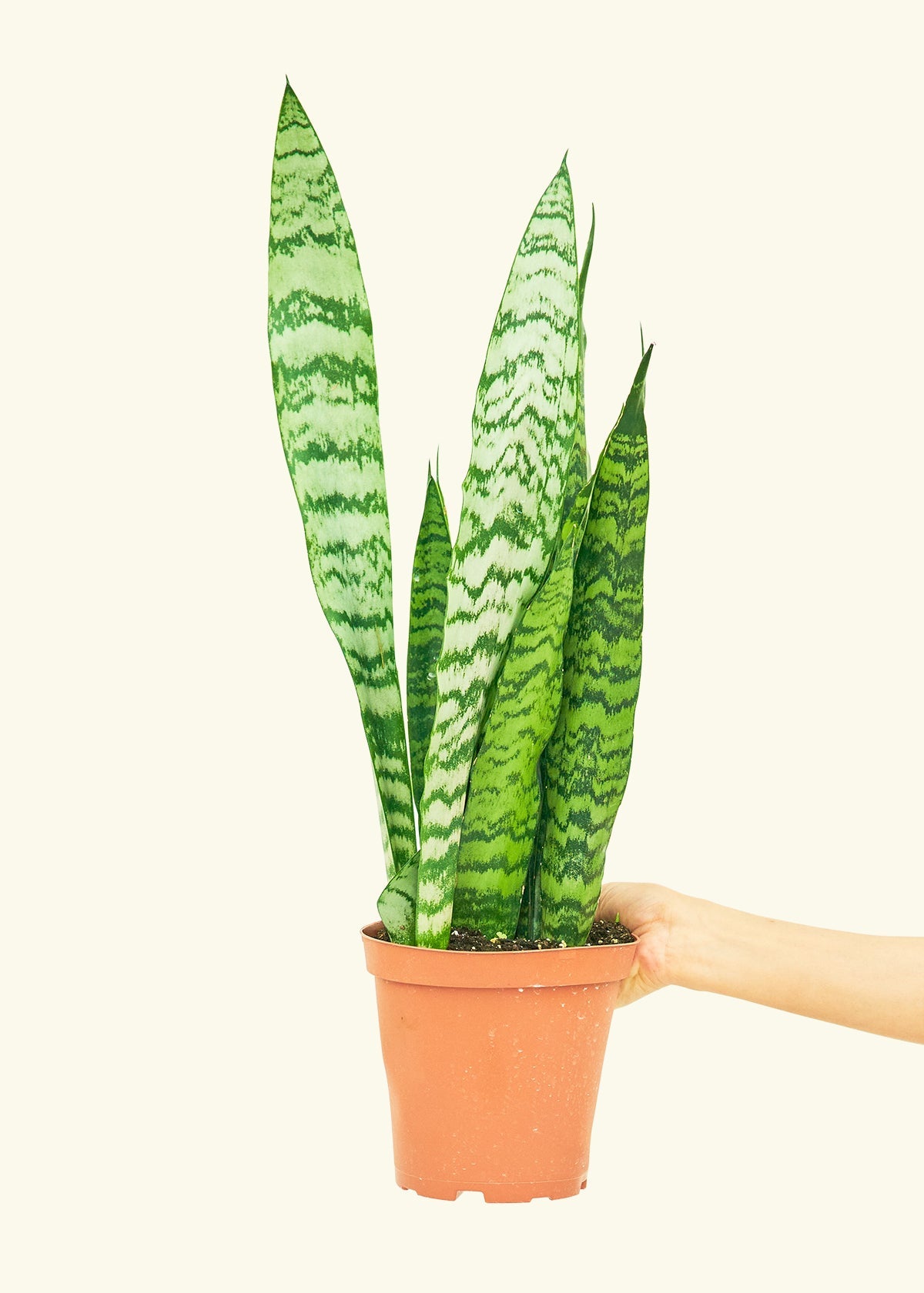 Snake Plant Zeylanica in a 6 inches grow pot