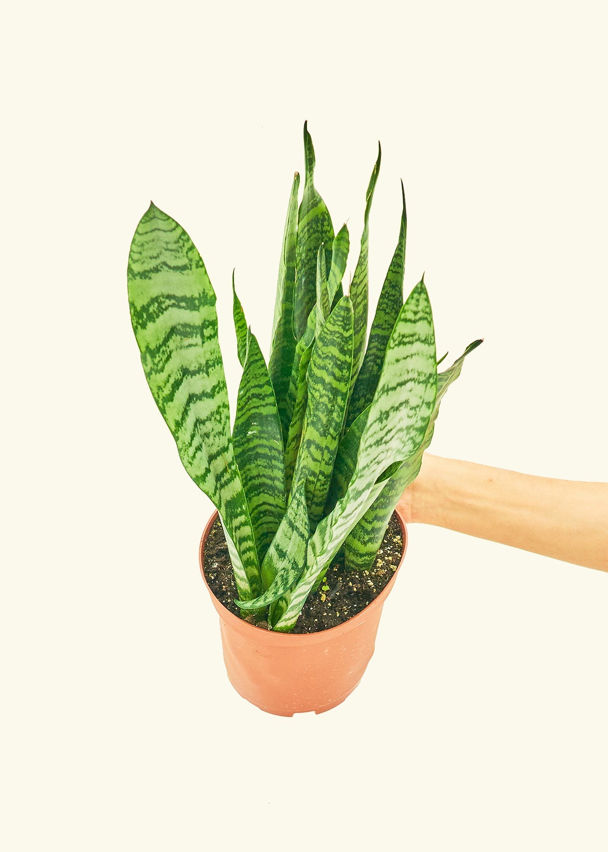 Snake Plant Zeylanica in a 6 inches grow pot