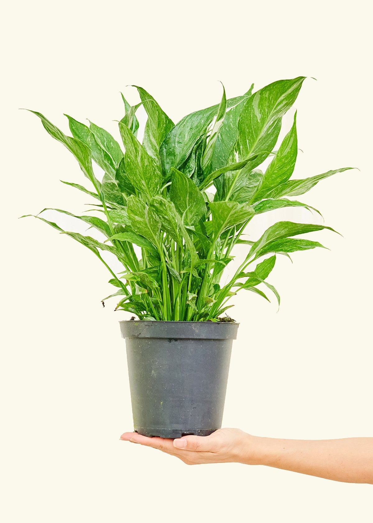Variegated Peace Lily in a 6 inches grow pot