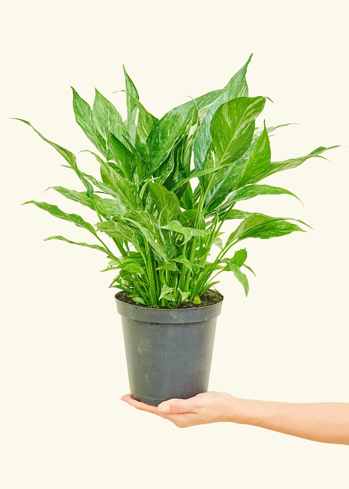 Variegated Peace Lily in a 6 inches grow pot