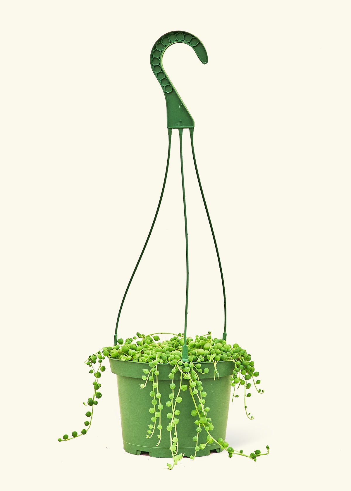Medium String of Pearls (Senecio rowleyanus) – Rooted