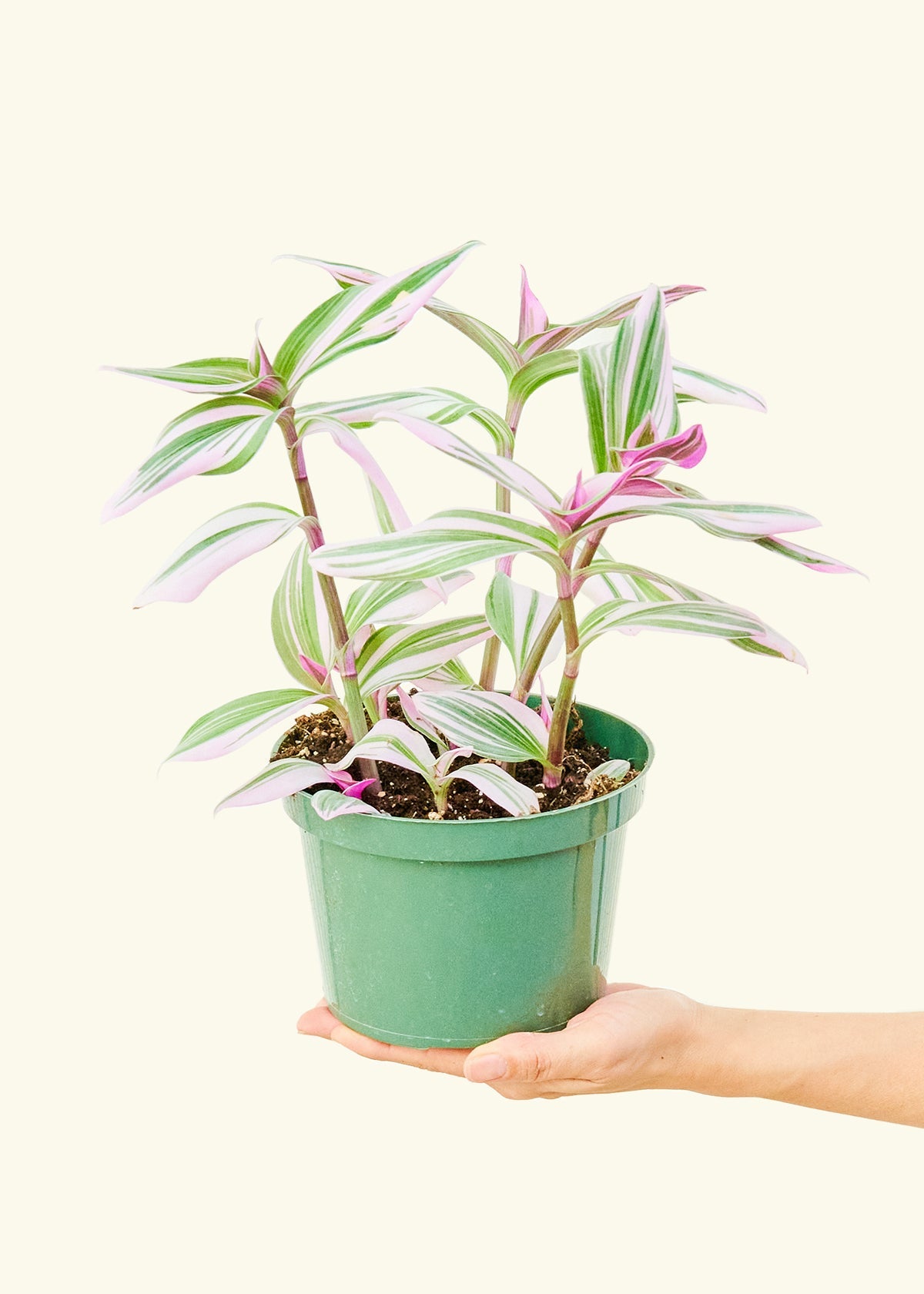 Tradescantia Nanouk in a 6 inches grow pot