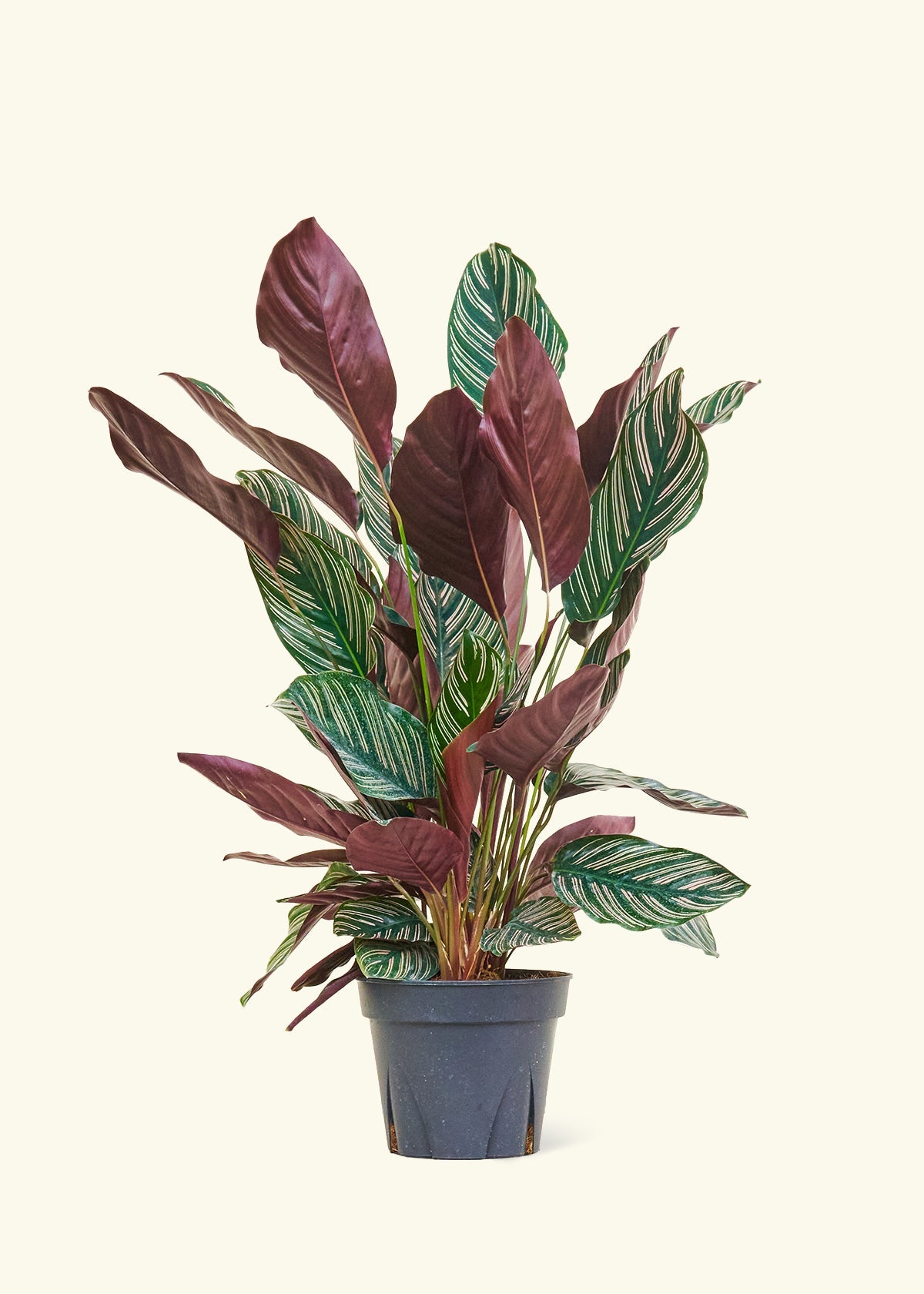 20+ Pinstripe Calathea Care Calathea