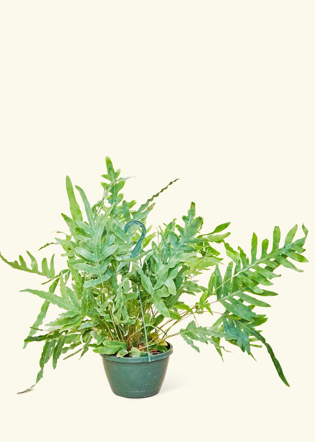 Blue Star Fern in a 8 inches grow pot