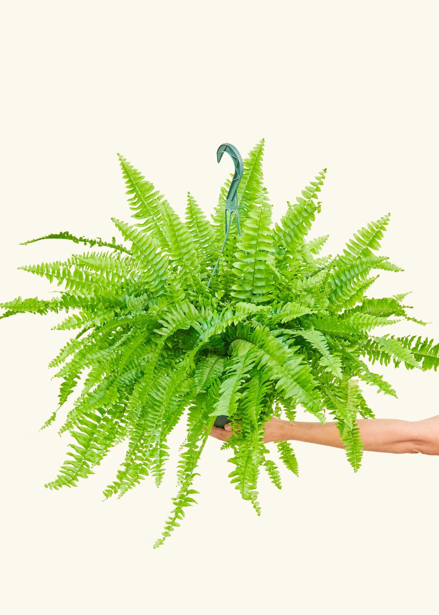 Large Boston Fern (Nephrolepis exaltata bostoniensis)