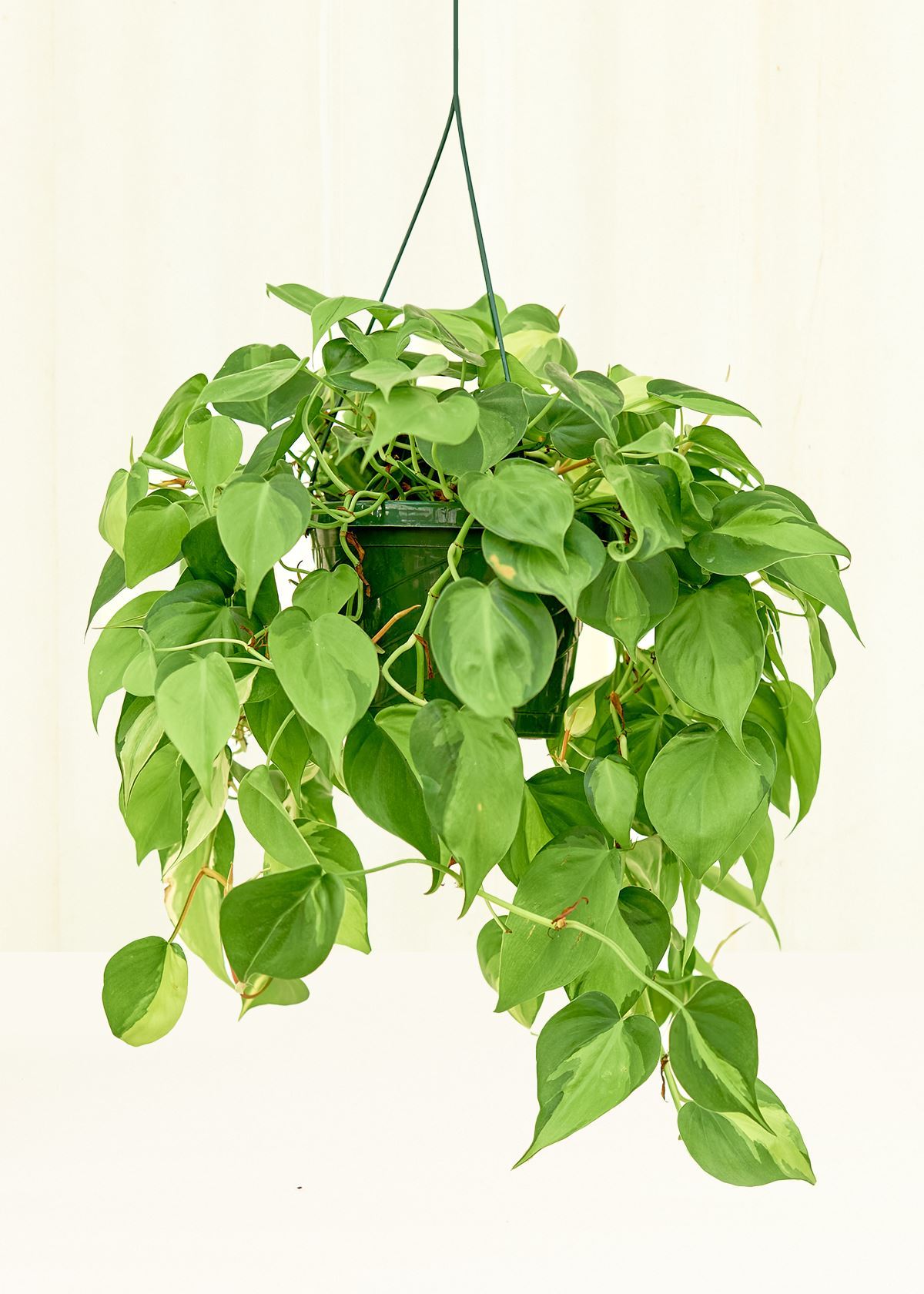 Large Philodendron 'Brazil' (Philodendron hederaceum)