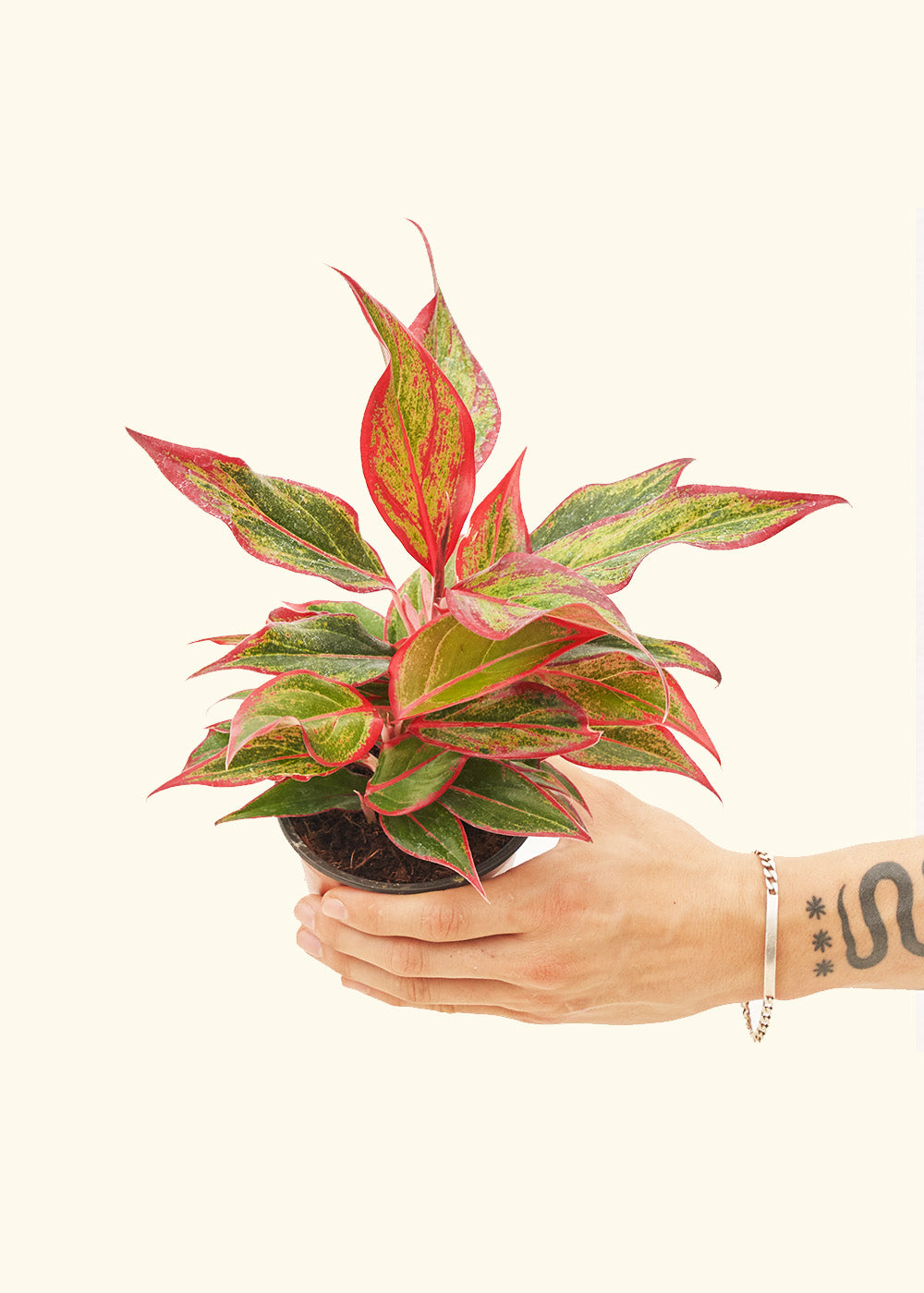 Red Chinese Evergreen in a 4 inches grow pot