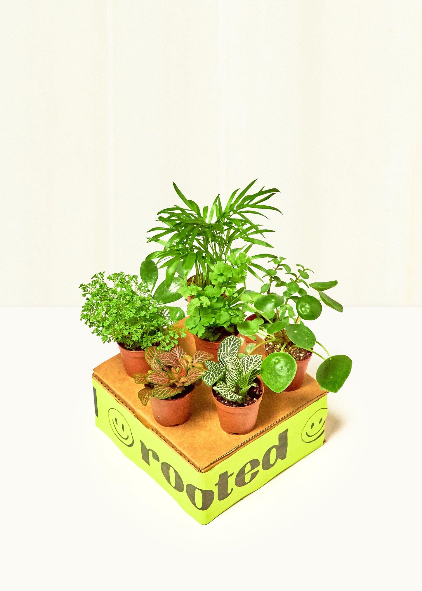 Baby Furry Friends Box Bundle Rooted