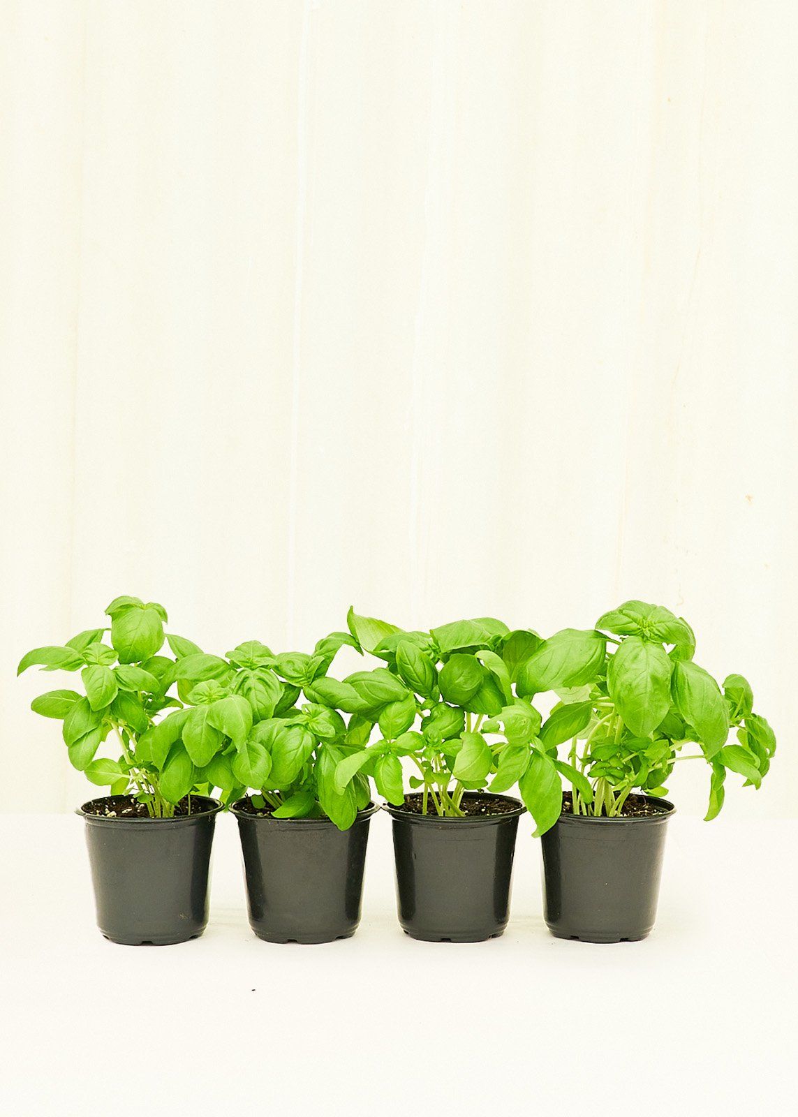 Basil 4 Pack