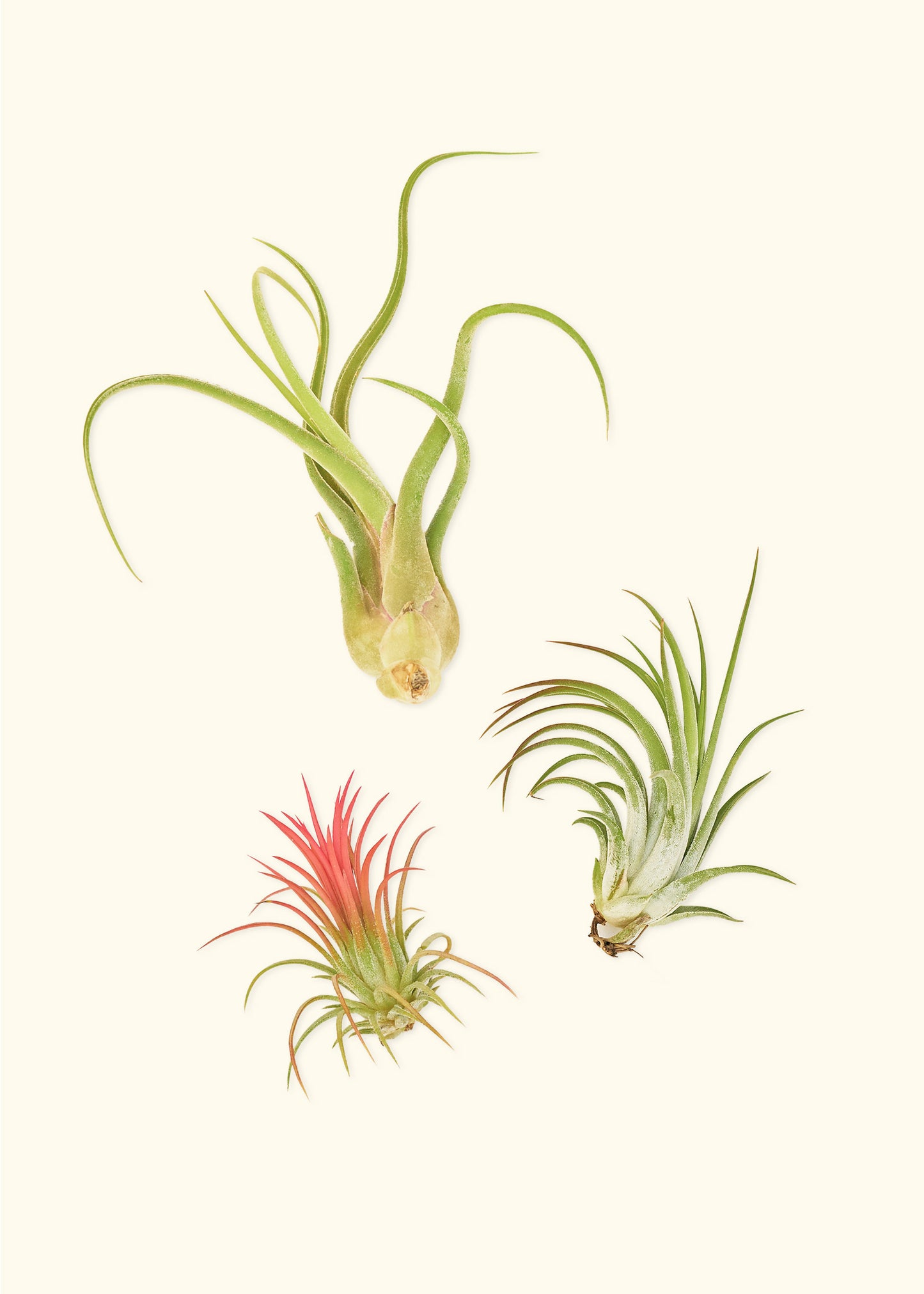 Mystery Air Plant Trio, 3 Assorted Air Plants
