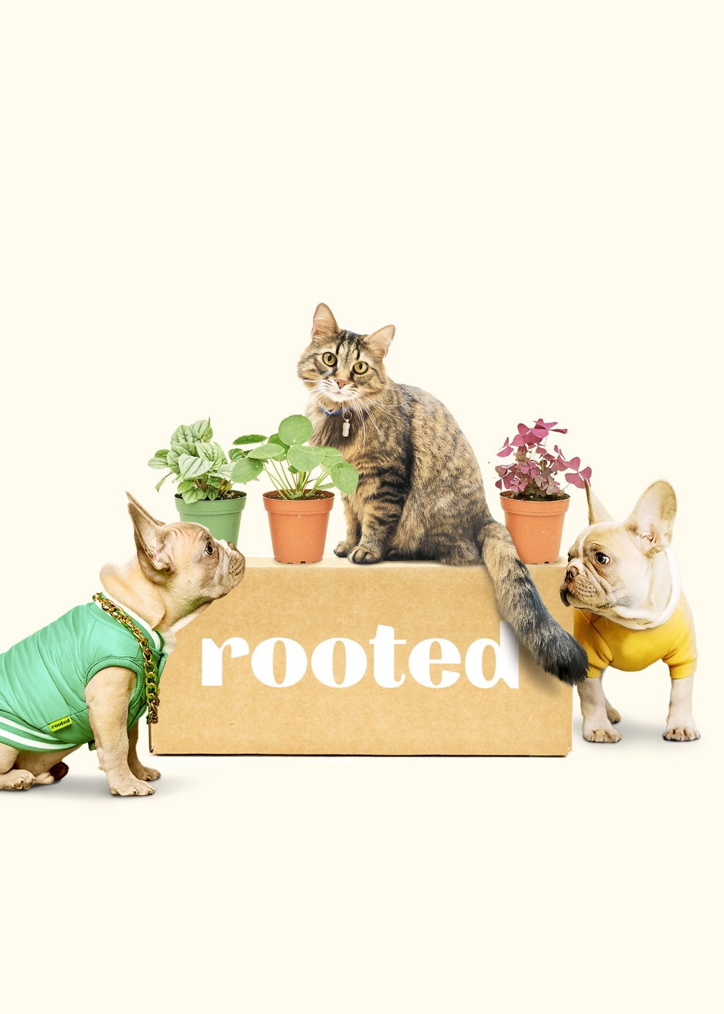 Small Mystery Jungle Subscription Box Subscription Rooted