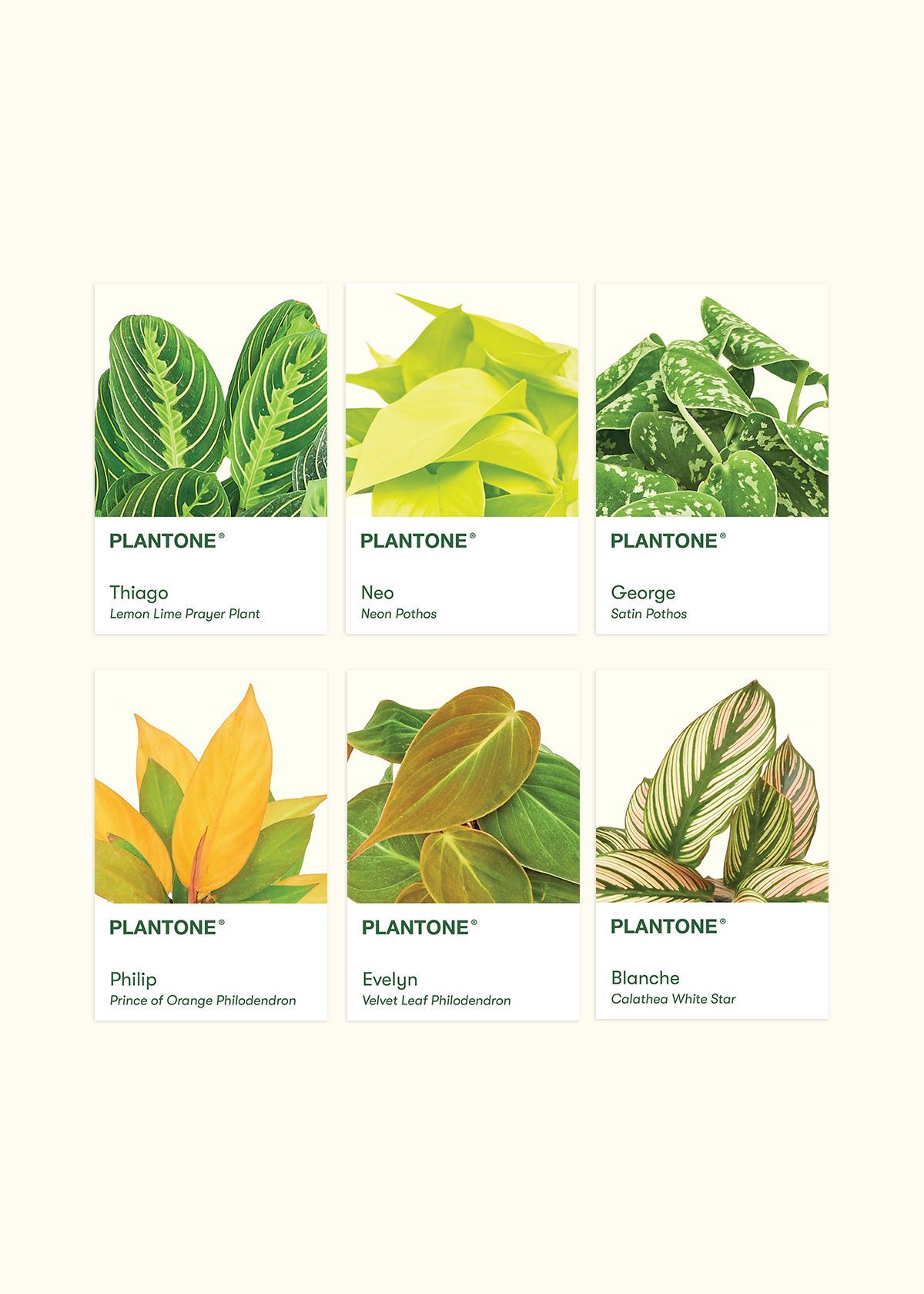 Plantone Postcard Set Merchandise Rooted 6PK
