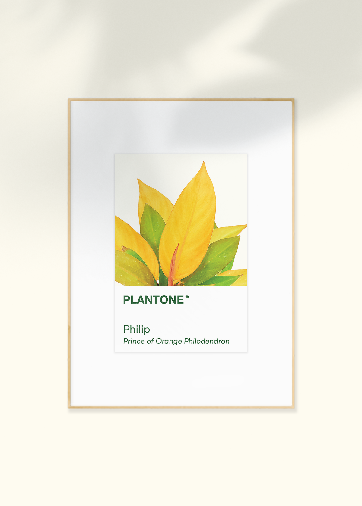 Plantone Postcard Set Merchandise Rooted