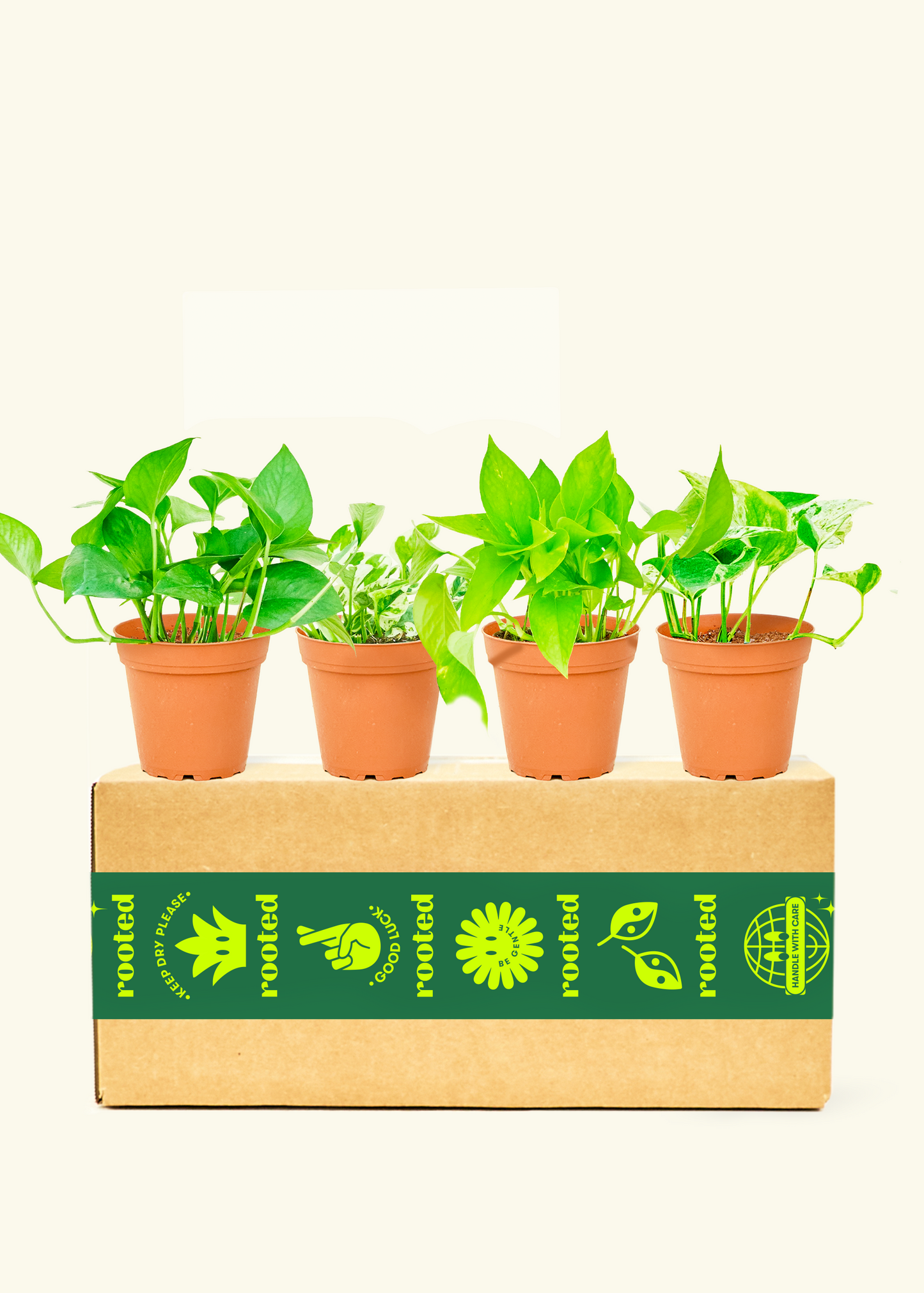 Assorted Pothos Box in Small Pot