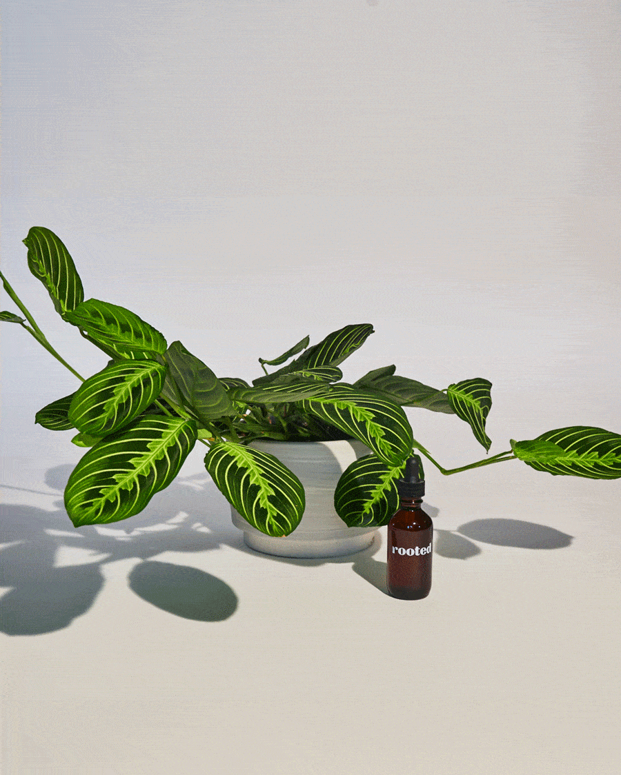 Organic Pest Control Kit Accessory Rooted