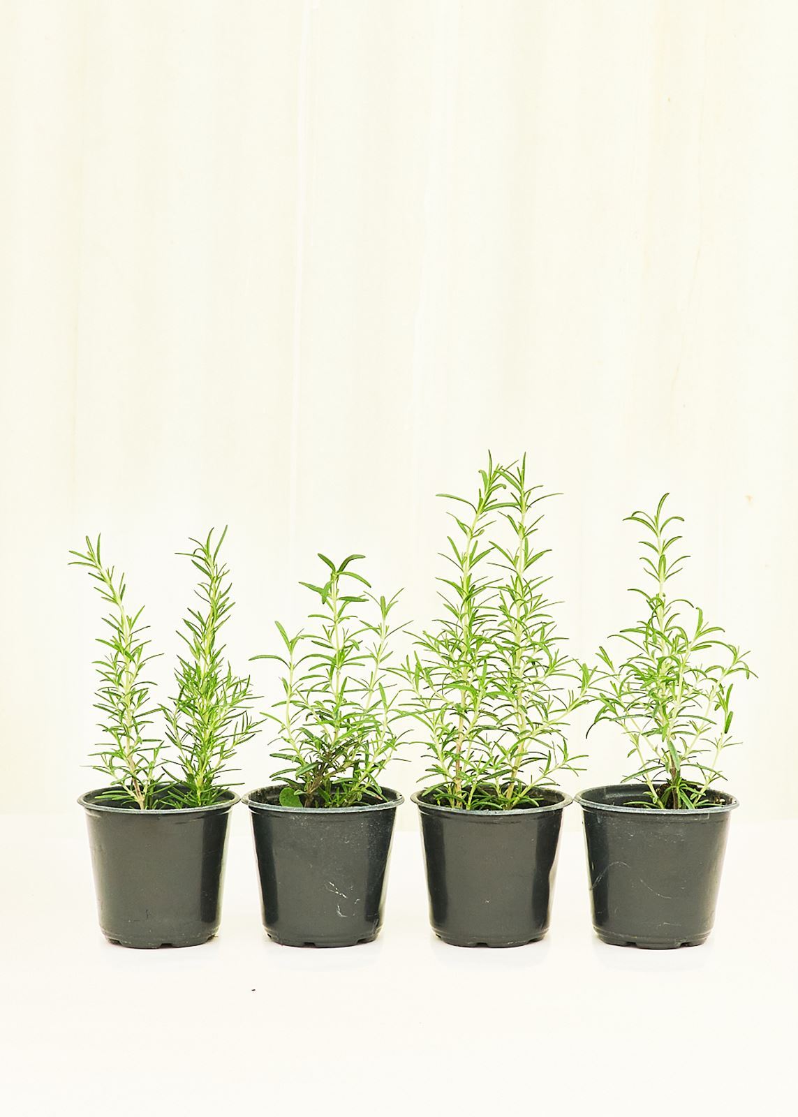 Rosemary 4-Pack Plant Rooted 