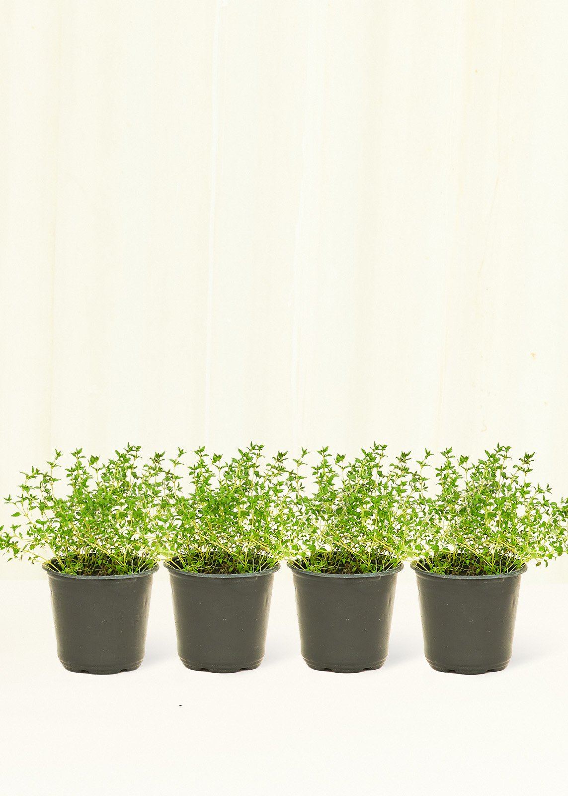Thyme 4 pack Plant Rooted