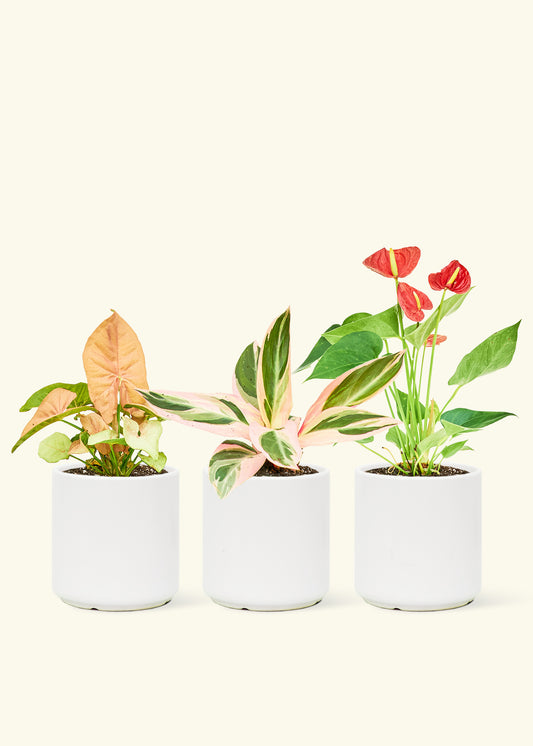 V-Day Potted Plant Trio