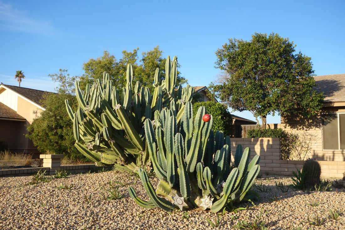 Peruvian Apple Cactus in a front yard