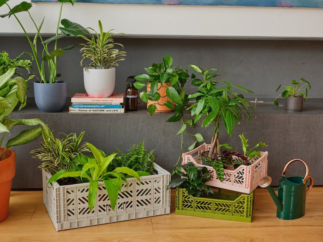Potted tropical plants on a shelf and in shallow crates on the floor with a green and pink watering can.