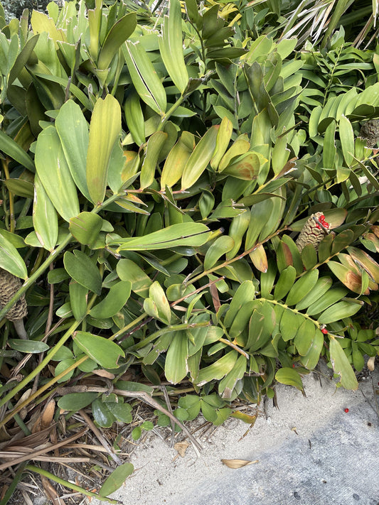 A cardboard plant with yellowing foliage.