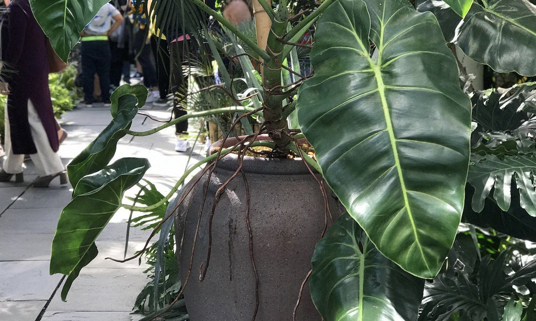 A large anthurium potted in a tall vase with long aerial roots trailing down.
