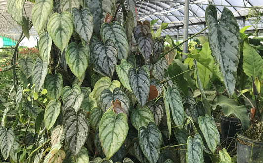 Philodendron brandtianum growing up a tree inside of a greenhouse