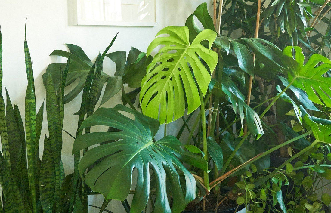 Monstera deliciosa and snake plants in bright lighting
