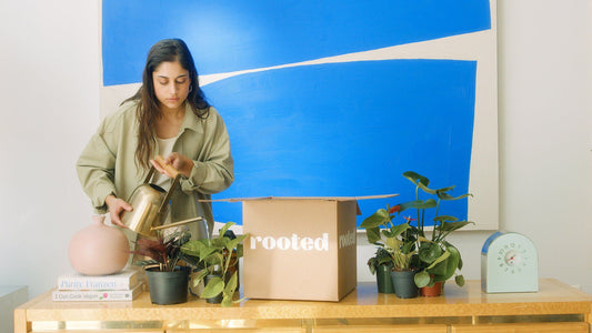 A woman watering her new Rooted plants on a table with books and a Rooted box. The backdrop is a large blue and white painting.