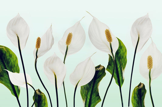 White anthurium flowers and foliage on a light blue background.