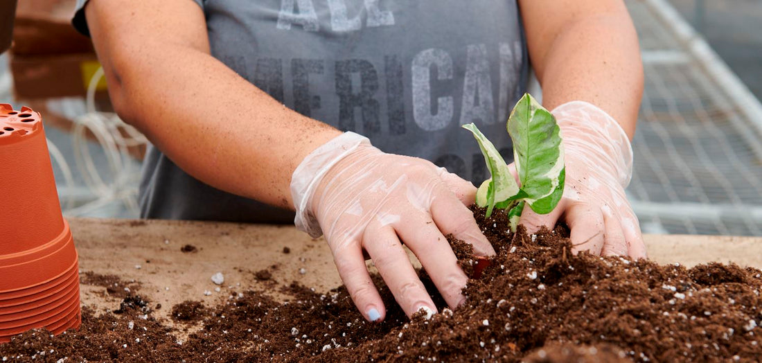 A greenhouse worker used gloved hands to prepare a plant cutting in soil.