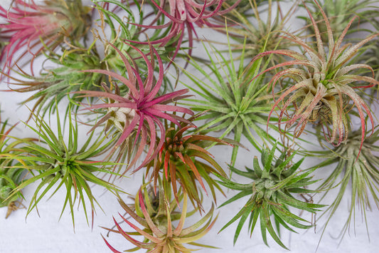 What Are the Best Air Plants and How Do You Care for Them?