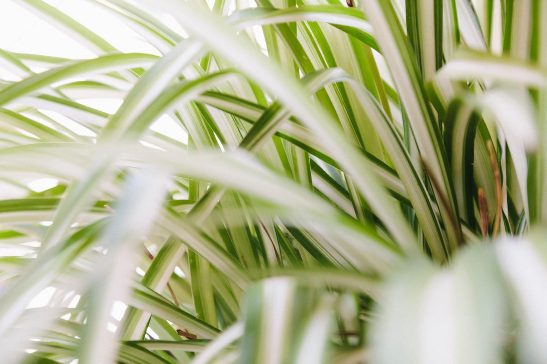 Close up of spider plant foliage.