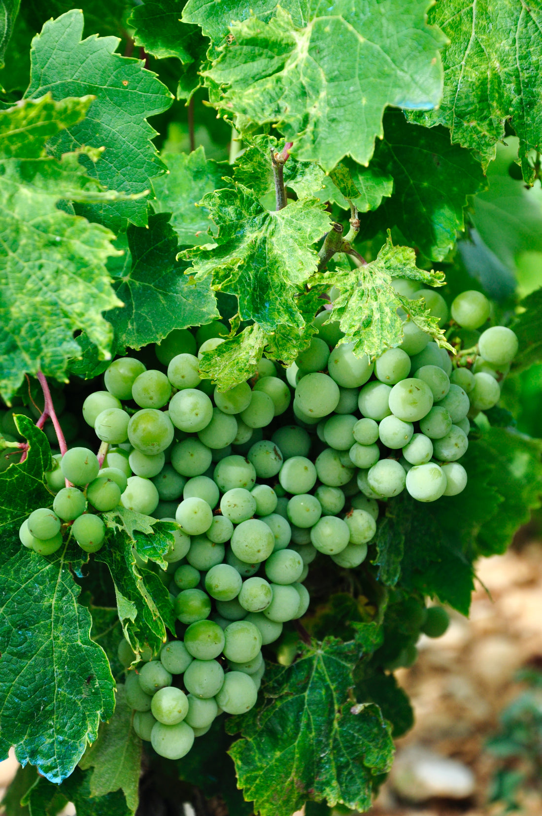 Grape vine with green fruit.
