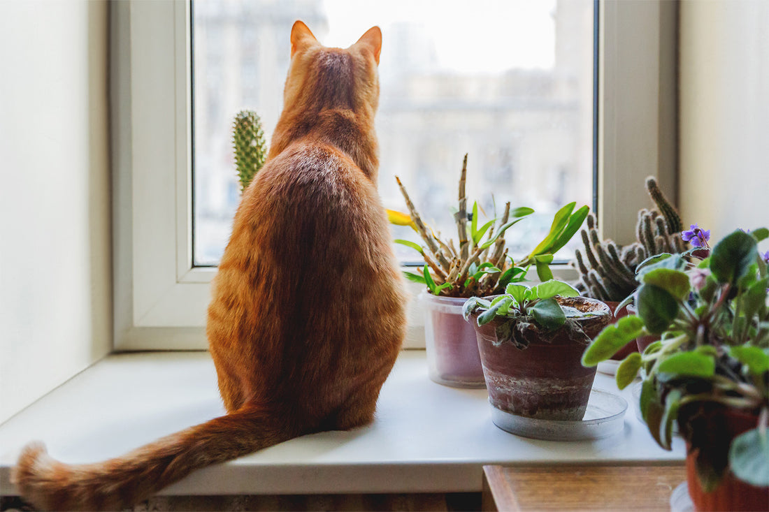 Cat Lover? Learn What Plants Are Toxic to Cats