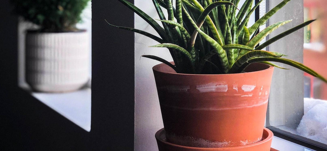 A snake plant potted in a terracotta planter stained with white markings on a windowsill.