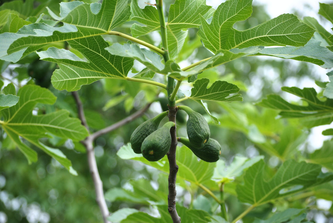 A fig tree bearing fruit.