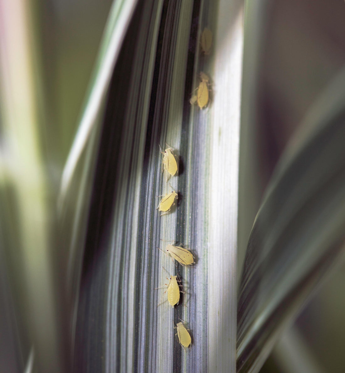 Close-up of 6 aphids on striped plant foliage